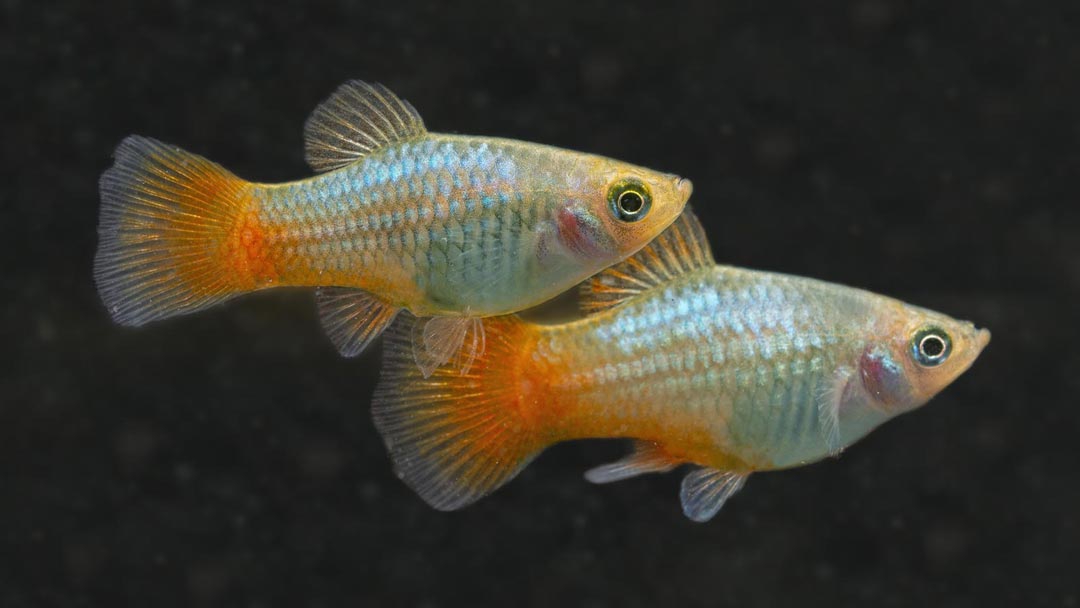 Platy