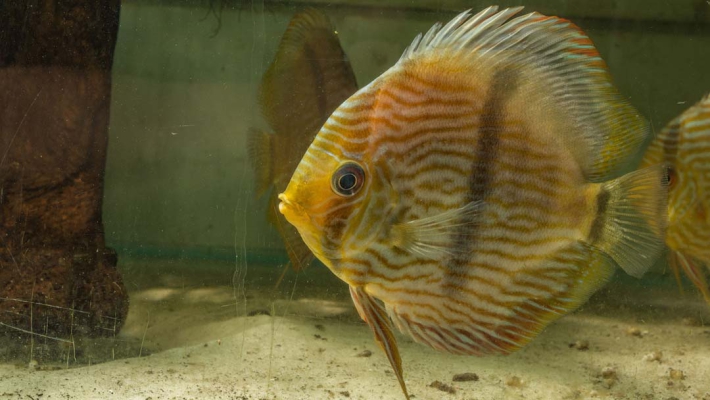Diskusfische
