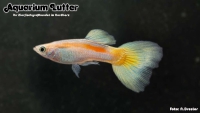Guppy Männchen Mix