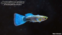 Guppy Männchen Mix