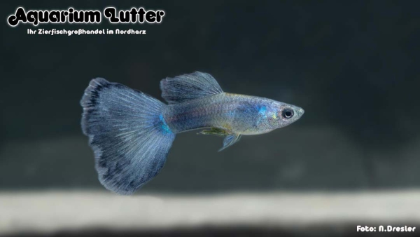 Guppy Männchen Moskau Blau