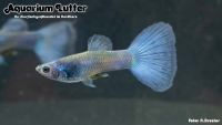 Guppy Männchen Moskau Blau