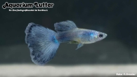 Guppy Männchen Moskau Blau