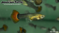 Guppy Weibchen (BUNT)
