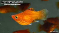 Korallen Platy