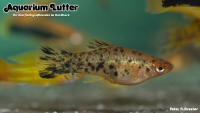 Schwertträger Berlin (Roter Calico)
