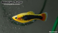 Sunset Hawai Platy