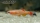 Gelber Kardinalfisch "LUTINO"