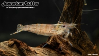 Amano Algengarnele