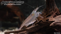 Amano Algengarnele