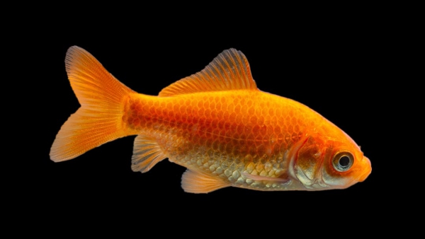 Goldfisch