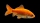 Goldfisch