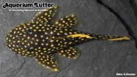 L 18 Golden Nugget