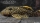 L 18 Golden Nugget