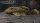L 18 Golden Nugget