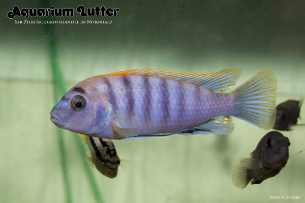 Blauer Rotrücken Labidochromis
