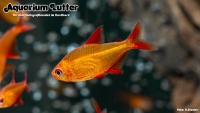 Red Muzel Tetra - Roter Cherrysalmler