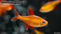 Red Muzel Tetra - Roter Cherrysalmler