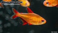 Red Muzel Tetra - Roter Cherrysalmler