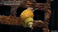 Piano Schnecke