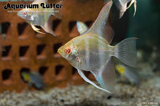 Peru Altum Albino