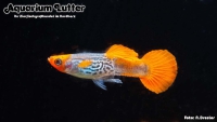 Guppy Männchen GALAXY Koi