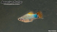 Platy Blue Moon Butterfly