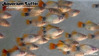 Platy Blue Moon Butterfly