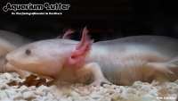 AXOLOTL - Querzahnmolch Gold