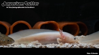 AXOLOTL - Querzahnmolch Gold