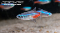 Neonsalmler