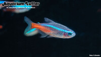 Neonsalmler
