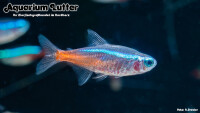 Neonsalmler