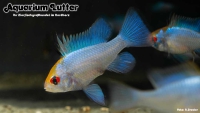 Schmetterlingsbb. Electric Blue Goldkopf