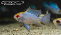 Schmetterlingsbb. Electric Blue Goldkopf