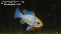 Schmetterlingsbb. Electric Blue Goldkopf