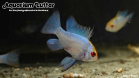 Schmetterlingsbb. Electric Blue Goldkopf