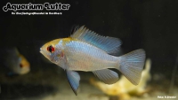 Schmetterlingsbb. Electric Blue Goldkopf