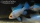 Schmetterlingsbb. Electric Blue Goldkopf