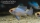 Schmetterlingsbb. Electric Blue Goldkopf