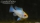 Schmetterlingsbb. Electric Blue Goldkopf