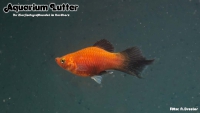 Pinsel Platy