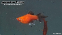 Pinsel Platy