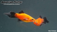Pinsel Platy