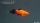Pinsel Platy