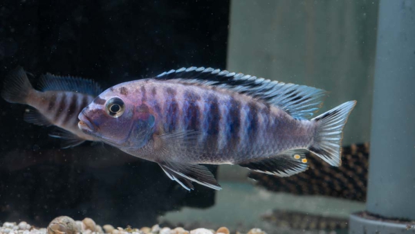 Fainzilberi Buntbarsch