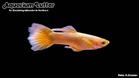 G. Männchen Full Solid Gold