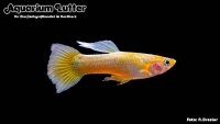 G. Männchen Full Solid Gold