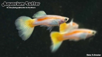 Guppy Männchen Neon Gelb
