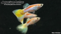 Guppy Männchen Neon Gelb